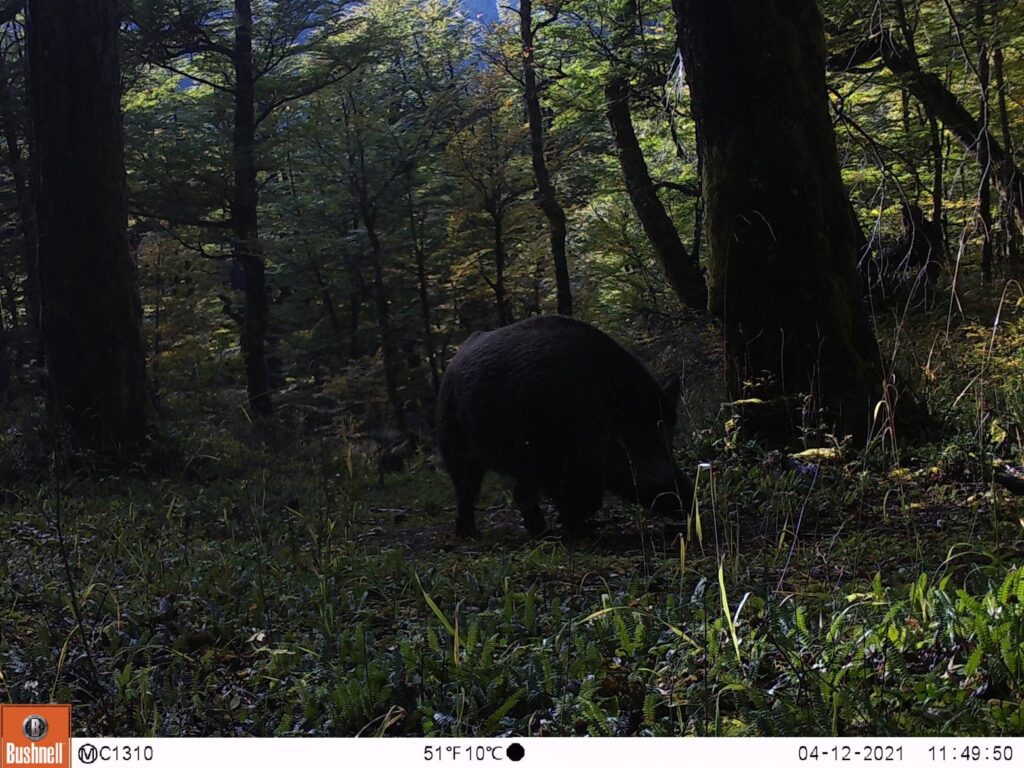 Control del Jabalí, especie exótica invasora en el Parque Nacional Cerro Castillo