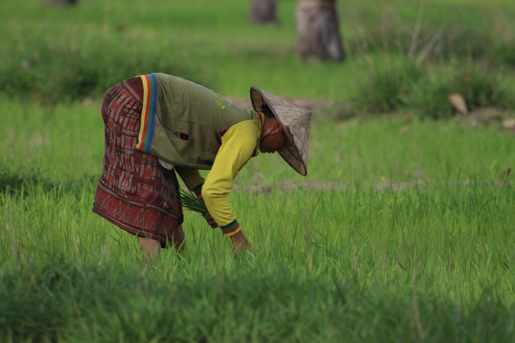 Sustainable Forest and Land Management in the Dry Dipterocarp Forest Ecosystems of Southern Lao PDR