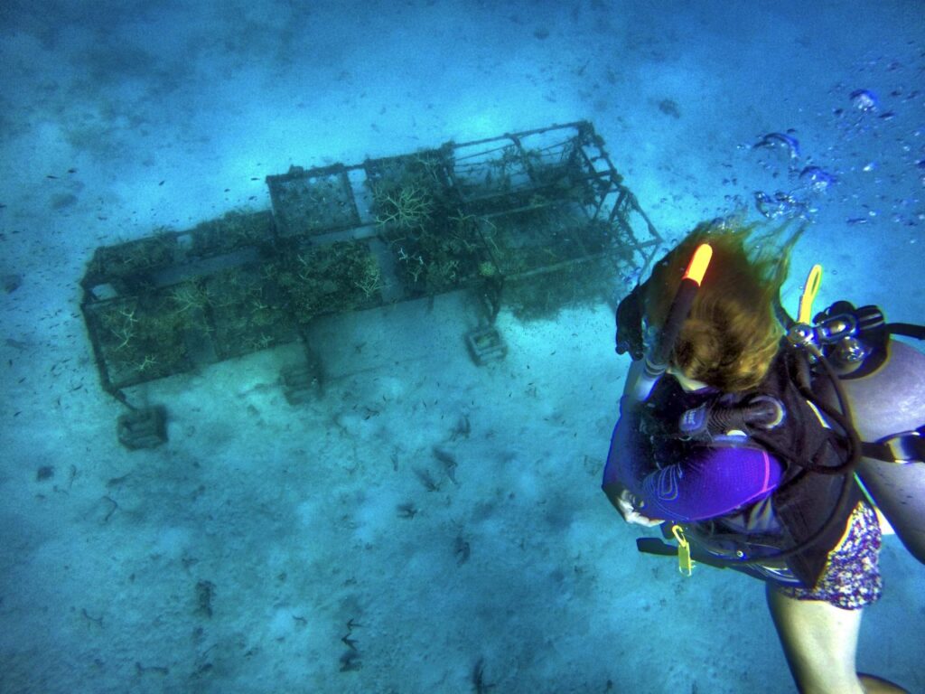 Coral Restoration Program