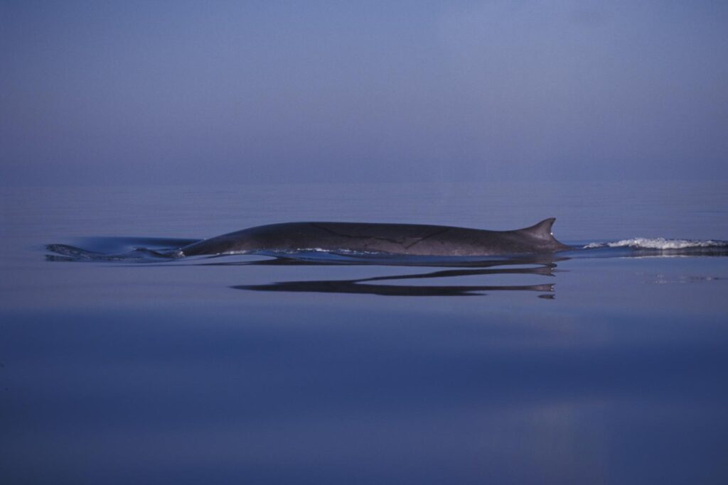 Challenging customary law to protect high seas threatened species