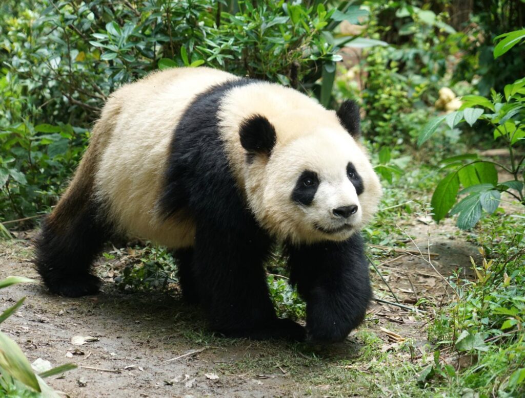 Ecological Corridor for the Reunion of Giant Pandas