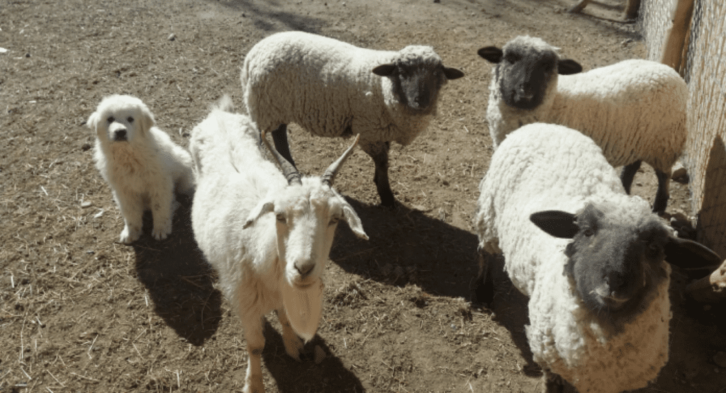 Livestock guardian dogs, a non-lethal strategy to improve coexistence between small livestock herders and wild carnivores in northern Patagonia, Argentina.