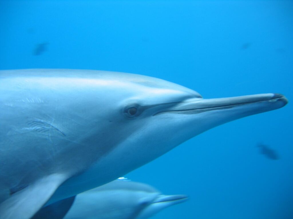 Creating sustainable tourism at the Samadai Dolphin House in Egypt