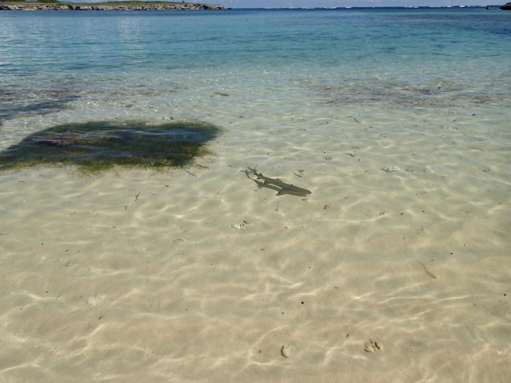 Toward conservation of coastal sharks in the French West Indies