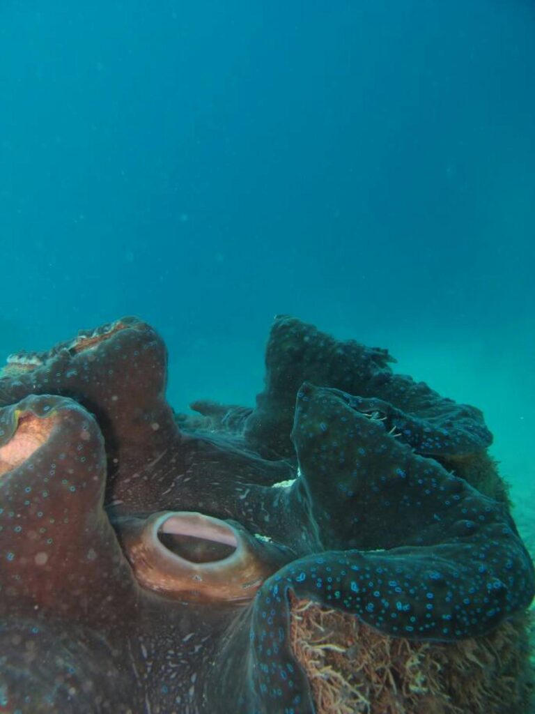 A Giant for A Child: Giant clam conservation in Malaysia