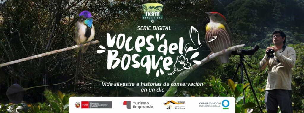 Desarrollo de serie digital Voces del Bosque, serie digital que muestra las principales especies silvestres del Alto Mayo y del norte del Perú