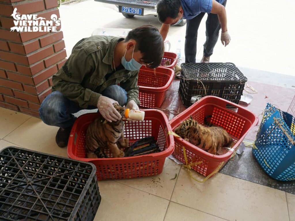 Wildlife rescues - building a safe bridge to recover wild populations in Vietnam