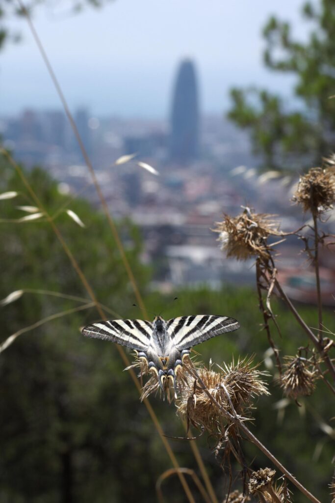 A citizens' observatory to track butterflies and inform urban greening