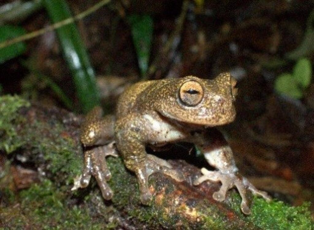 Los anfibios como sustento de los programas de educación ambiental y monitoreo de la Reserva Biológica Cerro Plateado