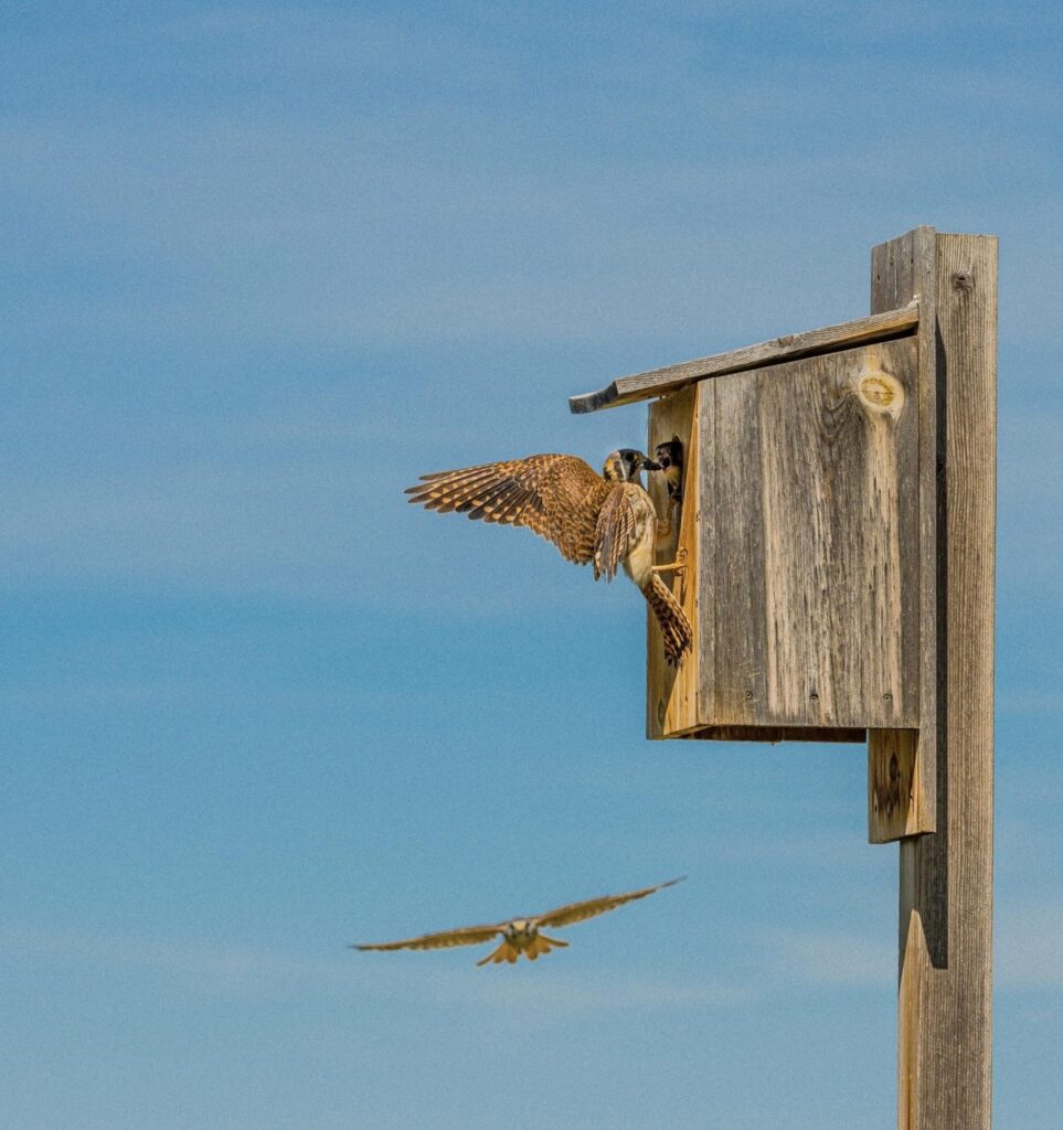 The American Kestrel Partnership- Advancing knowledge on Kestrel conservation through collaborative science