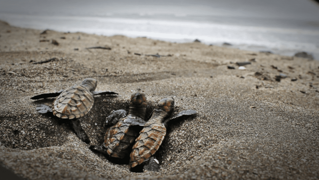 Protecting hawksbill sea turtle eggs using community incentive programs