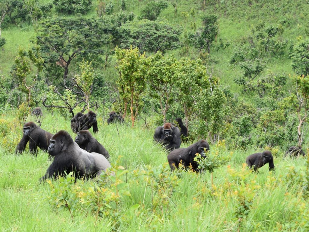 Applying a multi-faceted approach to achieve long-term sustainable conservation goals in a programme for the reintroduction of Critically Endangered western lowland gorillas to a protected area within the Republic of Congo Applying a multi-faceted approach to achieve long-term sustainable conservation goals in a programme for the reintroduction of Critically Endangered western lowland gorillas to a protected area within the Republic of Congo