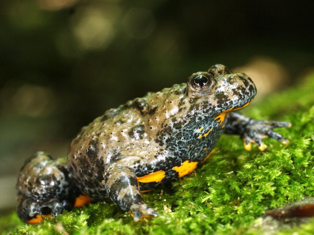 Conservation of Apennine yellow-bellied toad