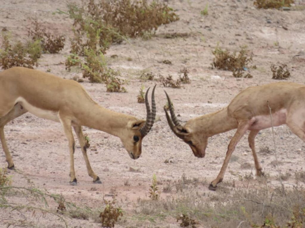 Jabir gazelles' conservation through integrated management approach in Hormuz island, Iran