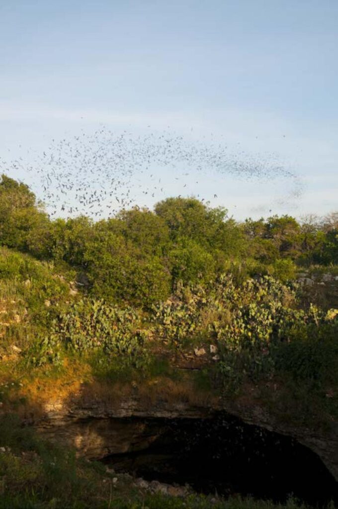 Bracken Cave Preserve Established Through One Health Assessment