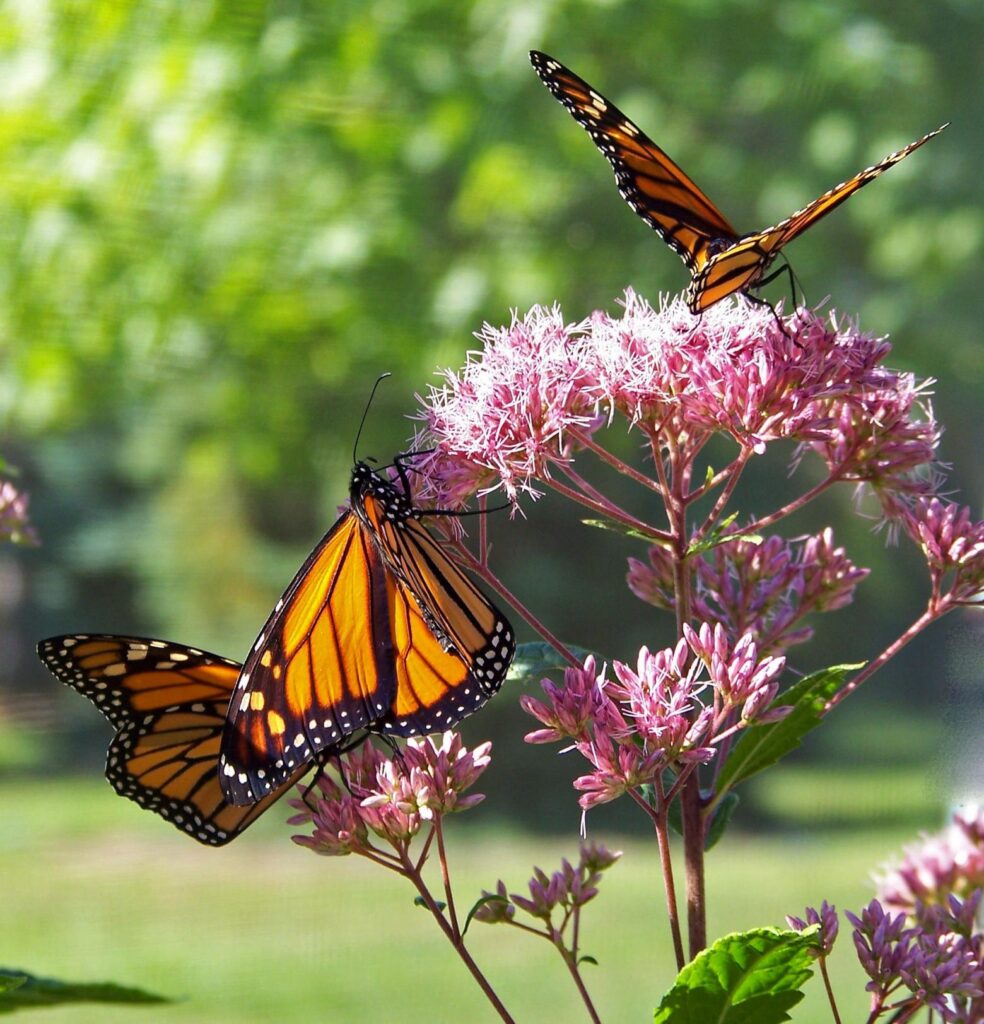 Monarchs in the Rough on golf courses