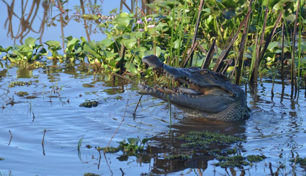 Successful rewilding Siamese Crocodiles in Bau Sau Ramsar Site, Cat Tien National Park