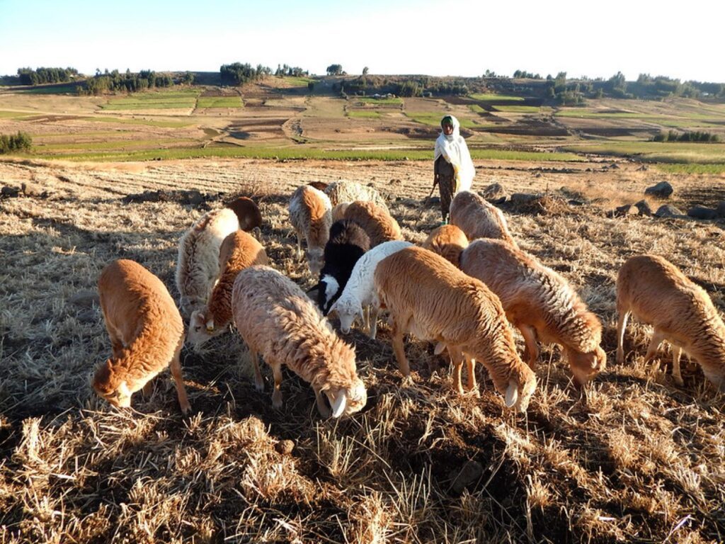 Community-based breeding programs (CBBPs)