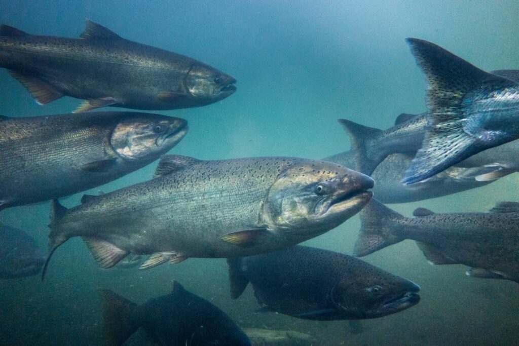 Pacific salmon watersheds: Restoring lost connections