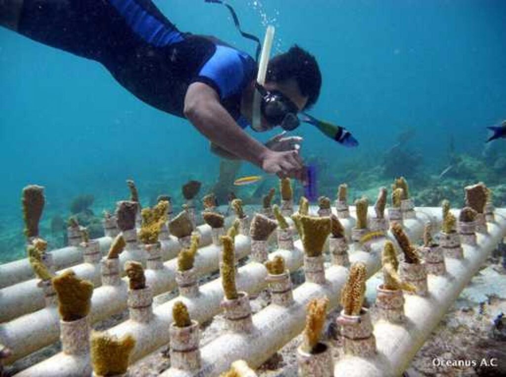 Coral reef restoration via mineral accretion in coral nurseries