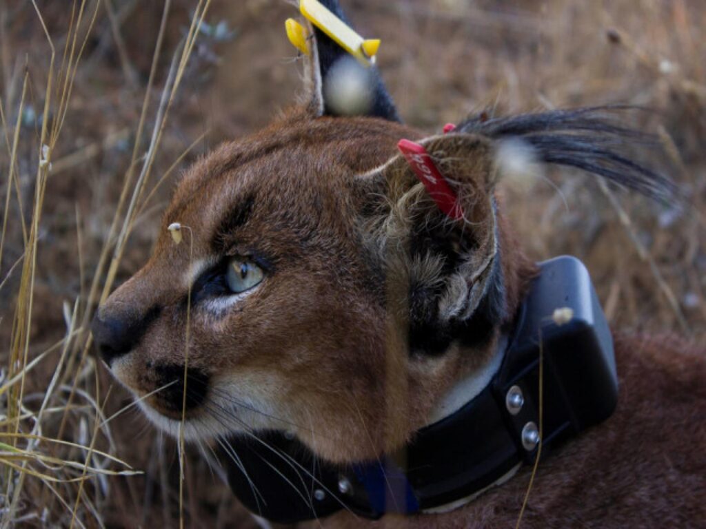 The Urban Caracal Project