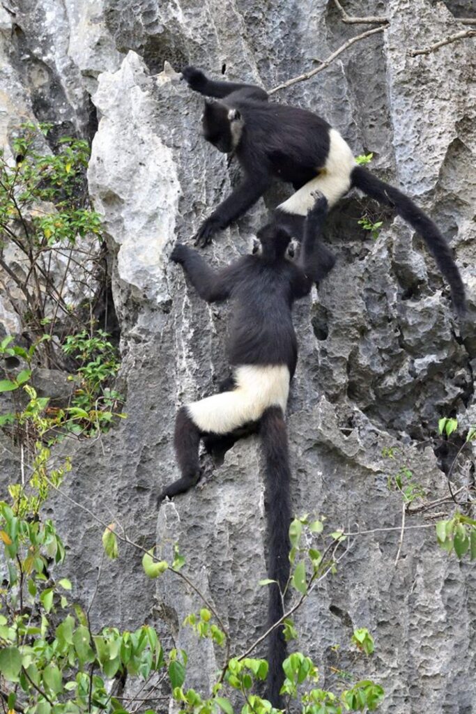 Conservation of Delacour's Langur in Van Long Wetland Nature Reserve, Vietnam