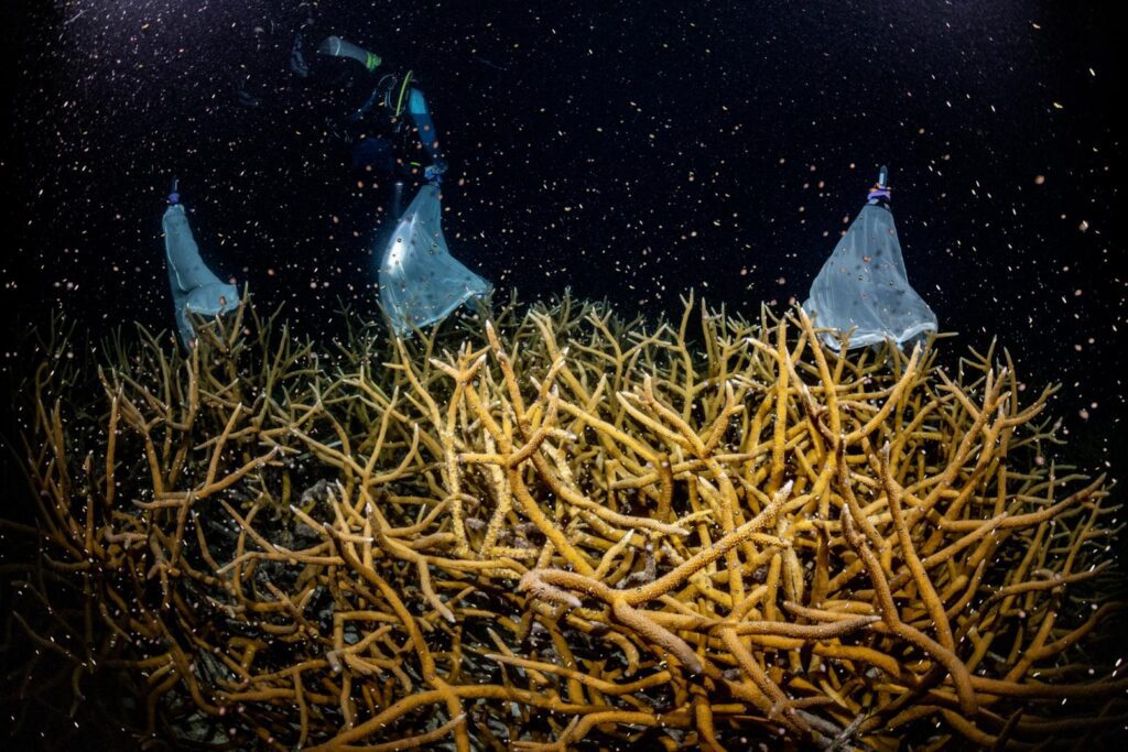 Larval propagation to assist the recovery and resilience of Bonaire coral populations in the face of new diseases and environmental changes