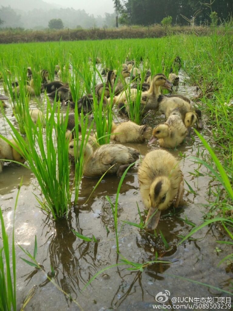 Eco-Longmen, living Dongjiang: protecting watersheds for sustainable drinking water