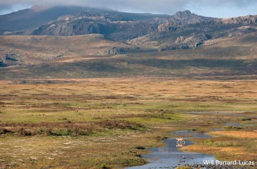 Managing disease in Ethiopian wolves