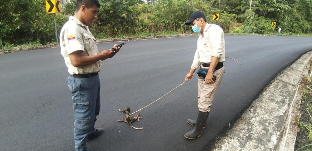 Atropellamiento de Fauna Silvestre. Propuesta de Plan de Acción en el Parque Nacional Cayambe Coca