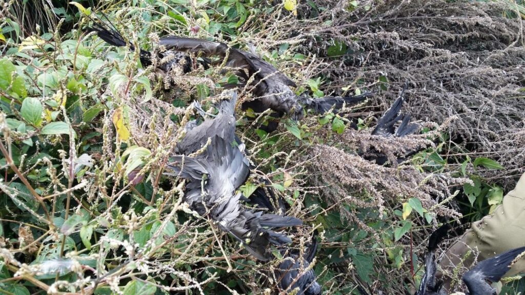 Restoration of seabird habitats in Chilbaldo island