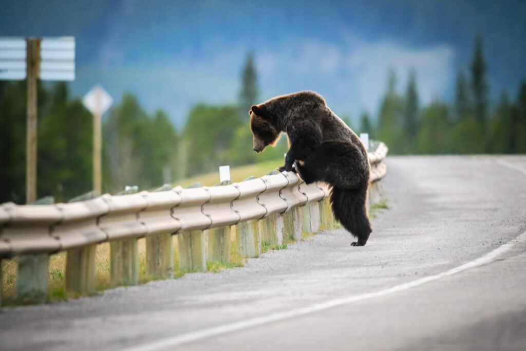 Yellowstone to Yukon (Y2Y): Connecting and protecting one the of the most intact mountain ecosystems