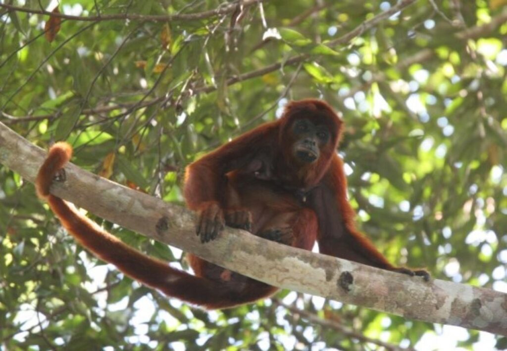 Monitoring for zoonotic viruses in wild animals to prevent disease outbreaks in Bolivia