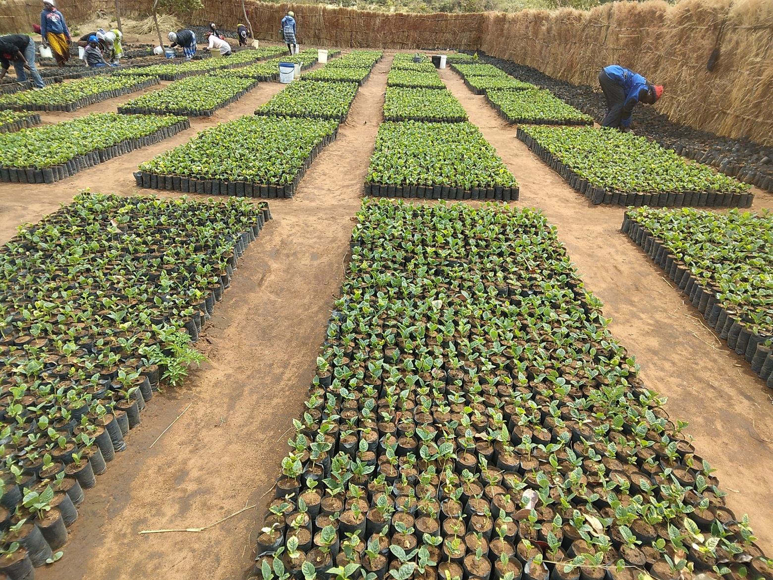 Malawi Championship – Agriculture and SWC - Wells for Zoë Soil and ...