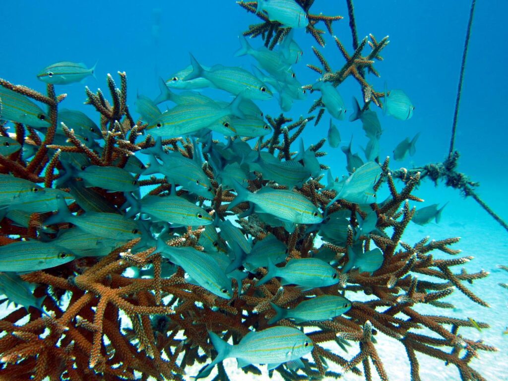 Restoring life underwater: A Multi-Stakeholder Partnership to save coral reefs in the Dominican Republic