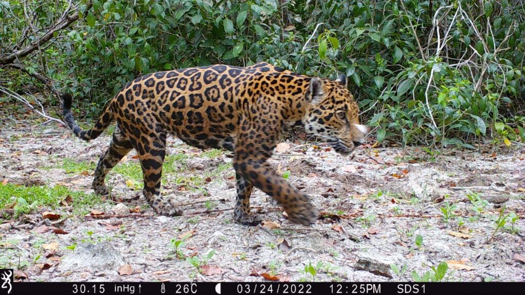 Harnessing the power of AI and community centered approaches to monitor Jaguars in the Yucatan Peninsula