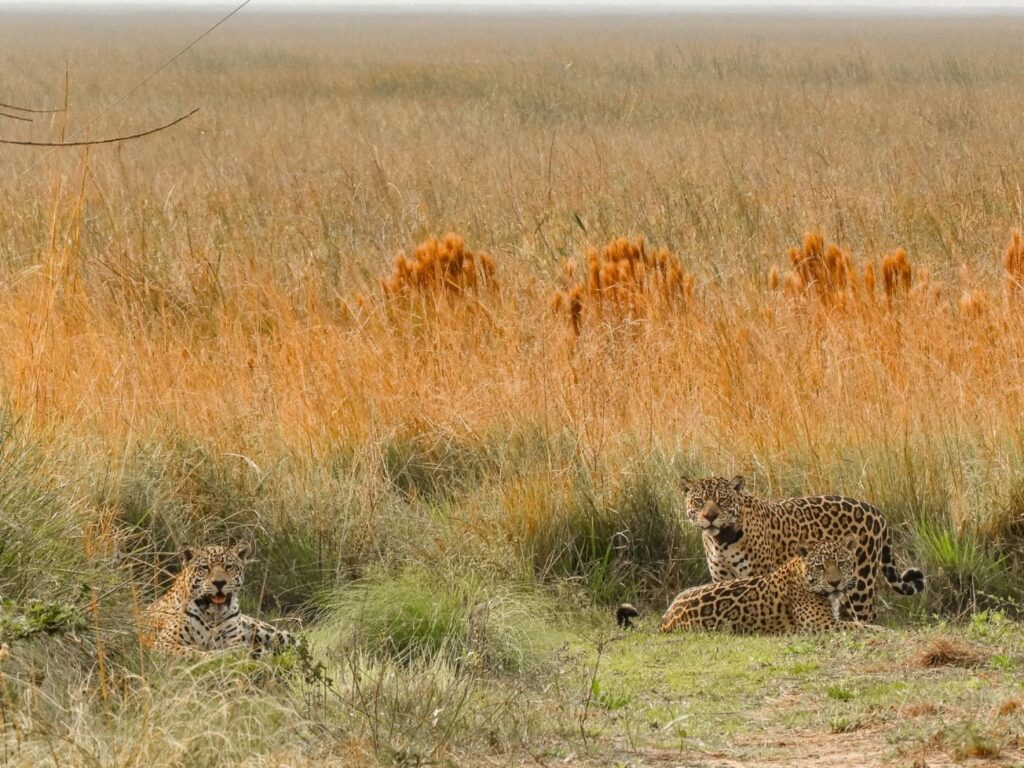 Multispecies reintroduction project in the Iberá Park, Corrientes, Argentina