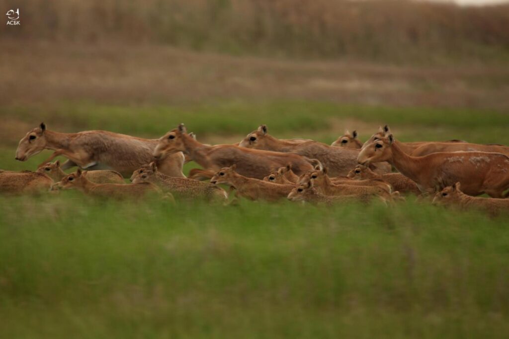 Using monitoring data to create protected areas and wildlife corridors for saiga conservation