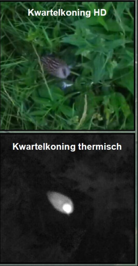 Use of drone to locate Corncrake (Crex crex)