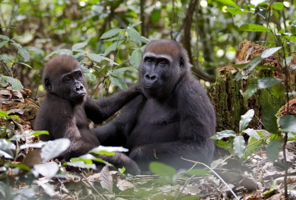 Hunter and Community-Based Early Warning System Expands Ebola Mortality Monitoring in Great Apes