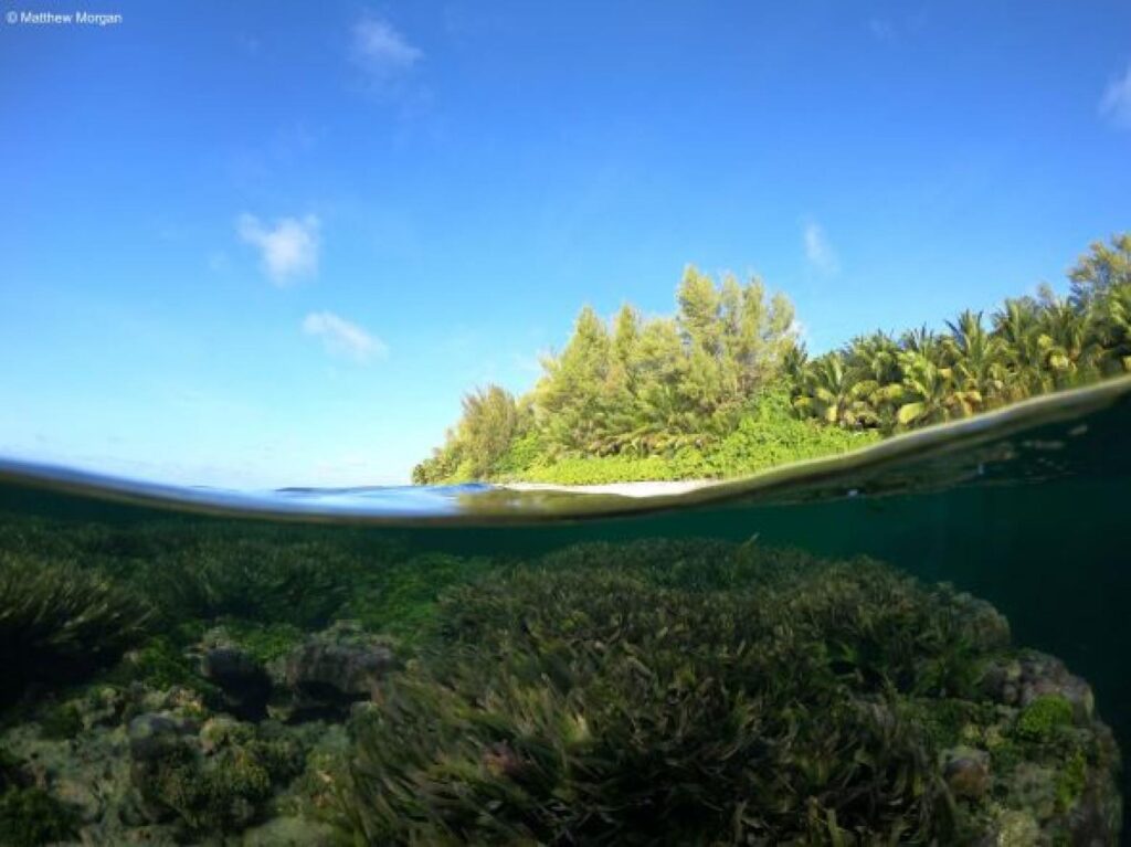 Integrating seagrass into the Seychellois Creole language