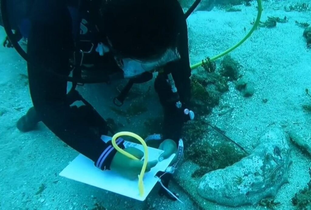 Évaluation de la distribution spatiale d’une espèce d’holothurie (Holothuria fuscogilva) dans le lagon de Vairao (Tahiti).