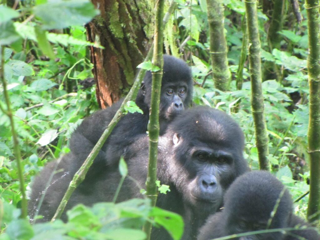 Integration of the Batwa cultural values to save world mountain gorillas at Bwindi using GAPA