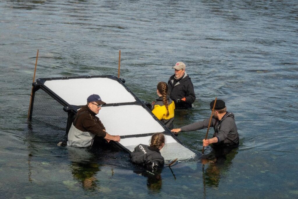 Tech-enabled fish species recognition & sorting system to save Atlantic salmon