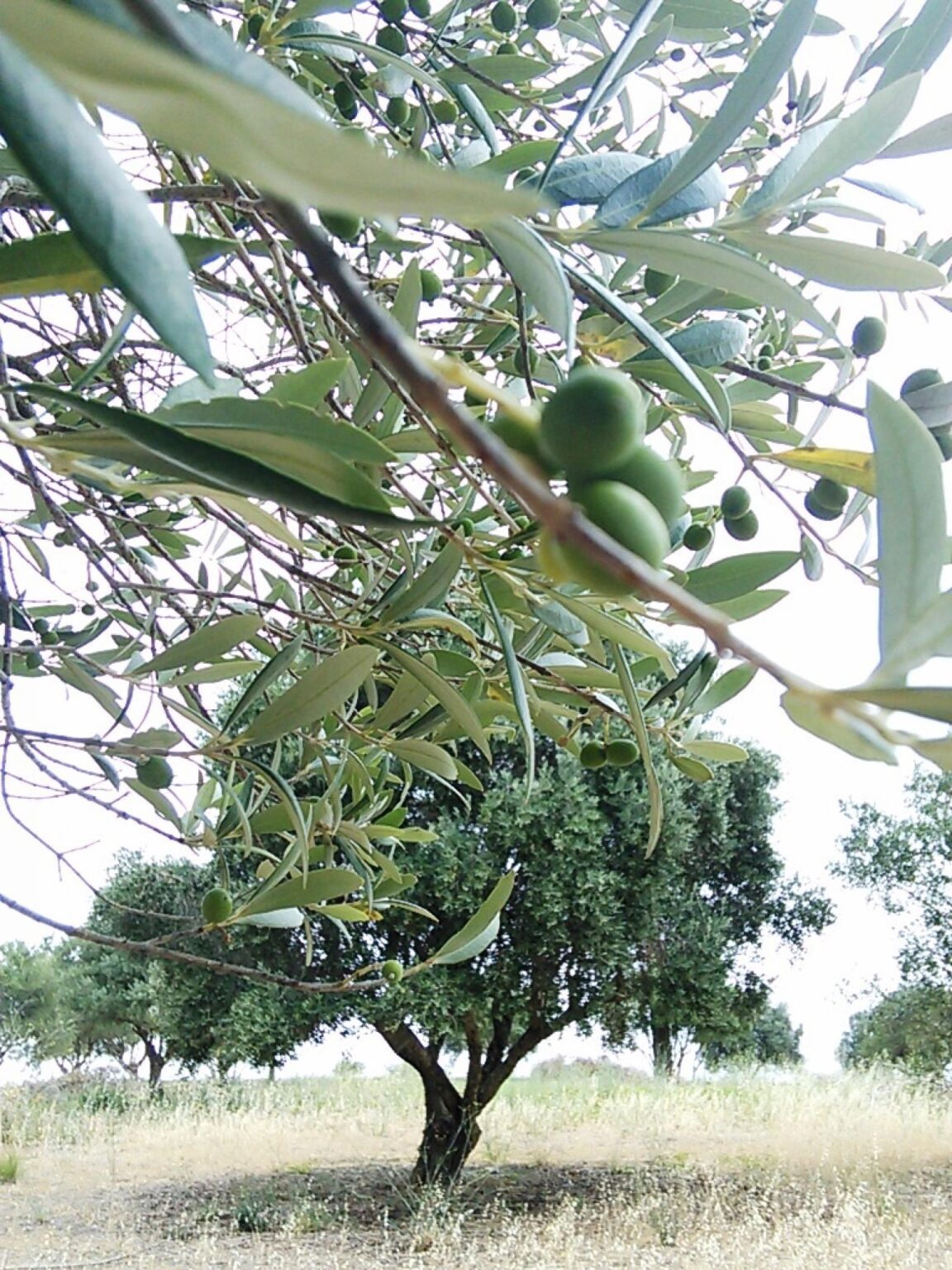 Outdoor Visits to an olive tree collection to raise awareness about ...