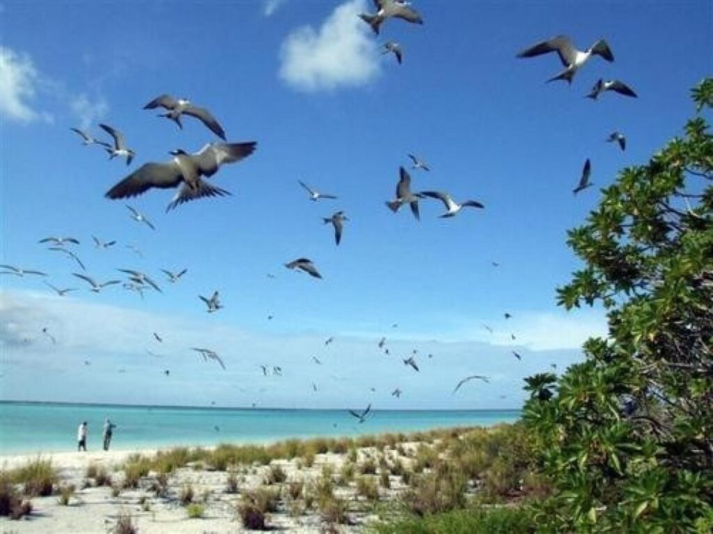 The conservation and protection of seabirds in Kiritimati Island.