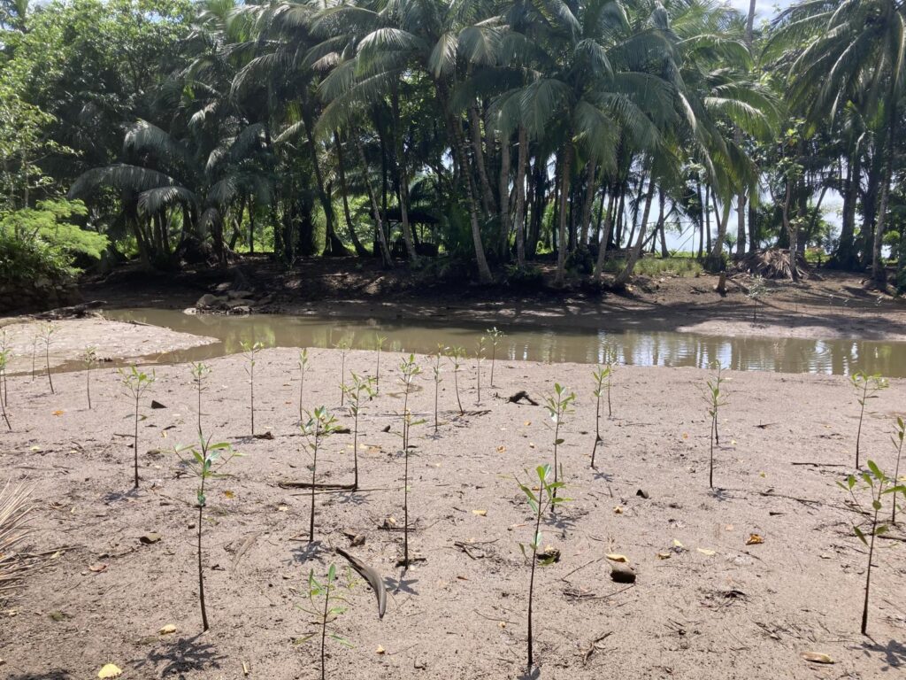 Enhancing National Commitment to FLR and Establishing a Conducive Policy Framework for Restoration and Sustainable Forest Management in Sao Tome and Principe