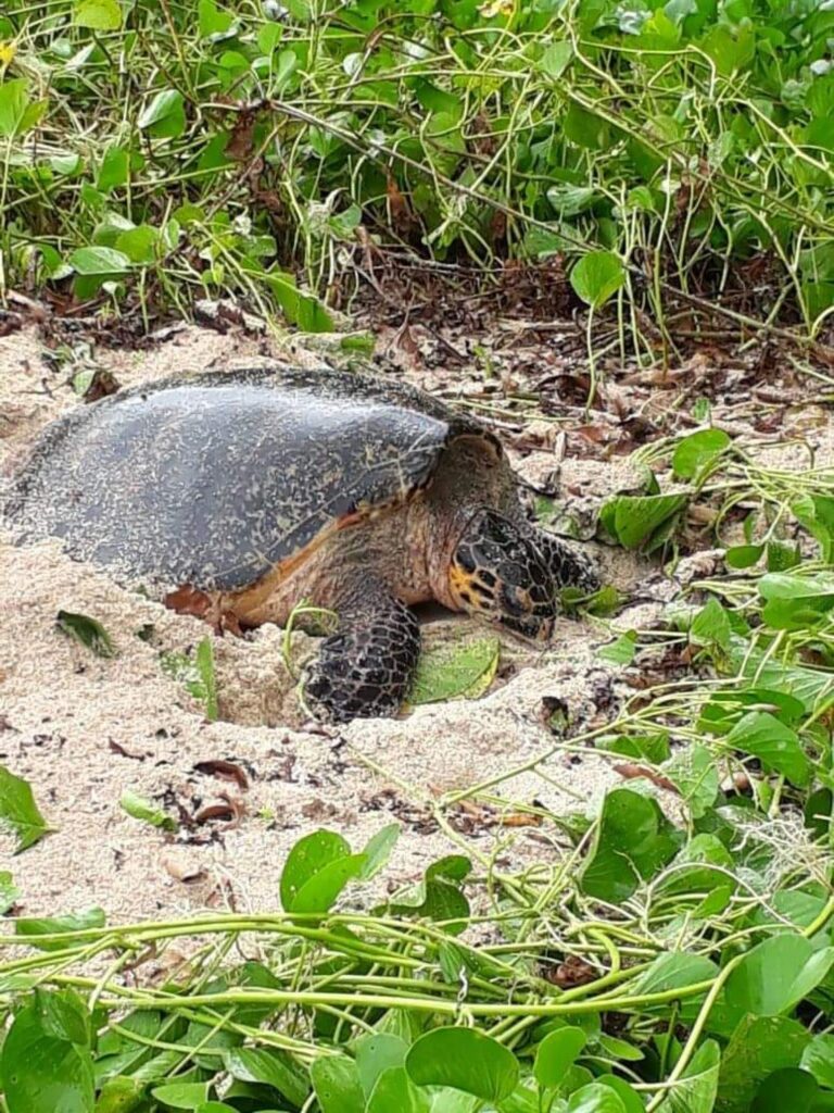 Piloting Temporal Protected Areas for turtle conservation in island states: lessons from Seychelles