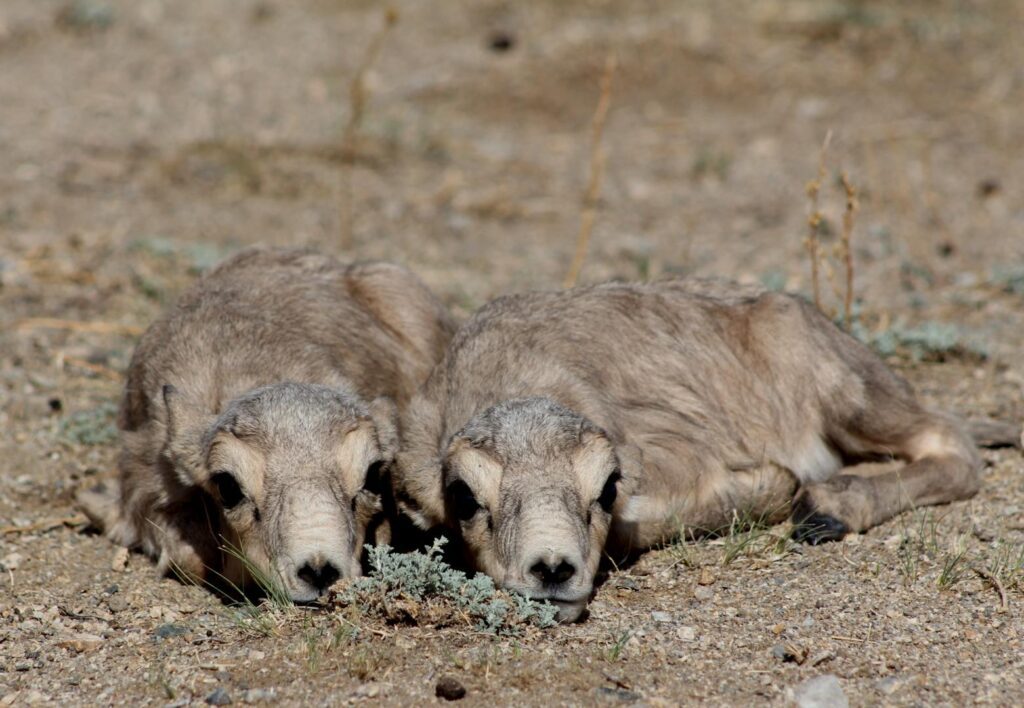 Integrated livestock and wildlife disease surveillance and response supports Saiga conservation and livelihoods in Mongolia