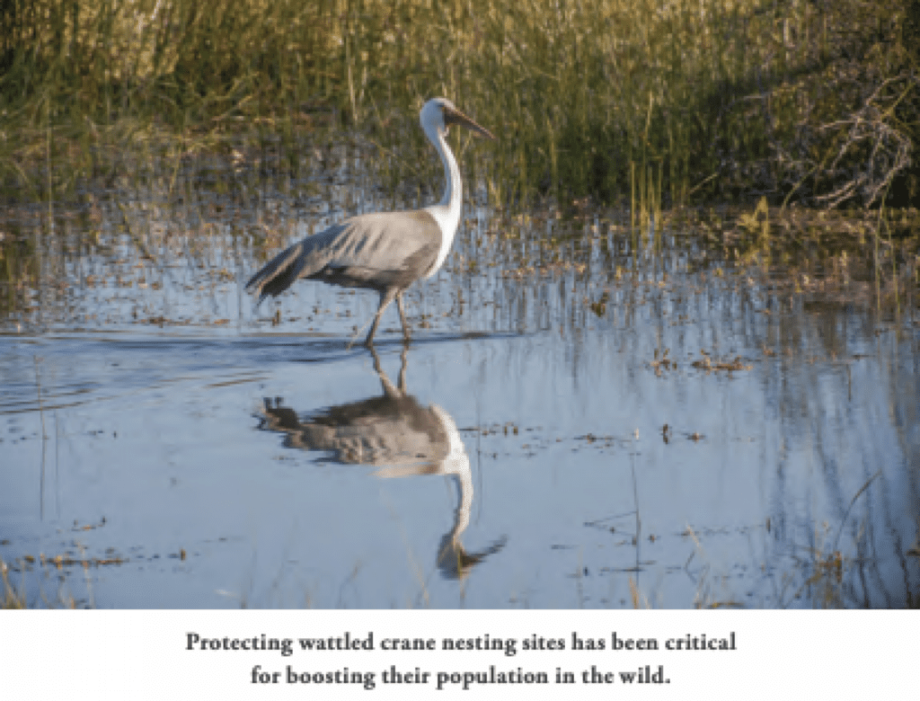 Moving Parts: Putting the Pieces Together to Conserve Wattled Cranes